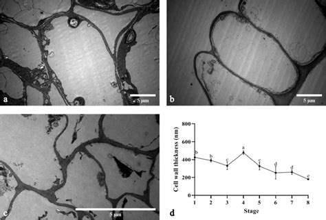 imagej measure wall thickness|Is Image J able to measure cell wall thickness along a .